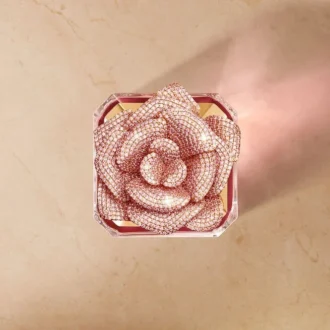 Rose Centifolia – Piatto d’eccezione